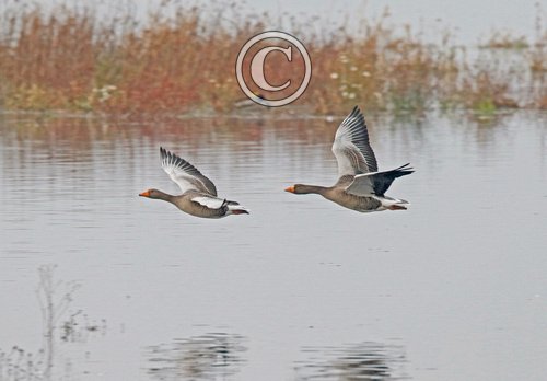 Greylag Geese in Flight DM1695